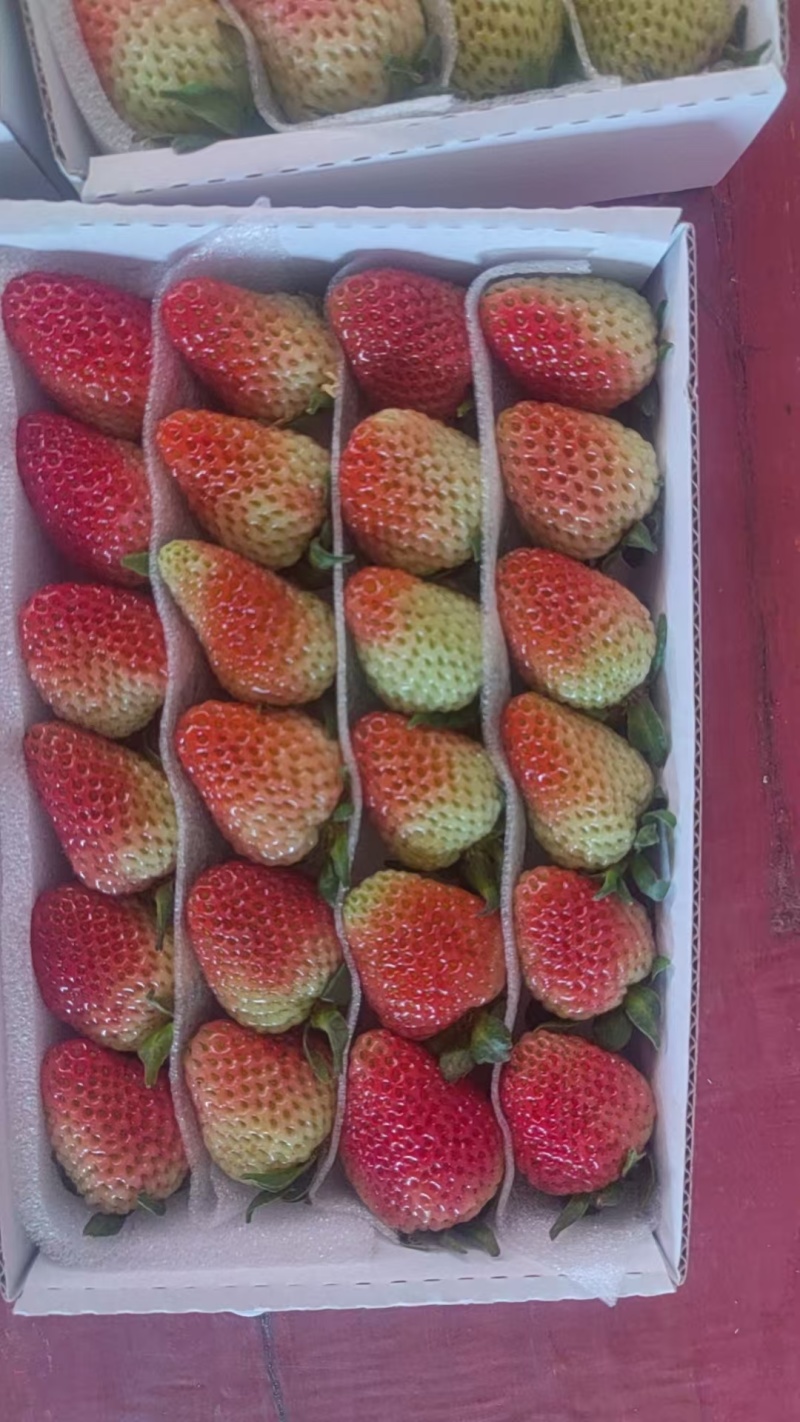 云南夏季草莓蒙特瑞草莓基地直供买一件多送一盒
