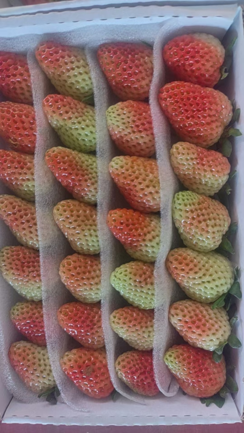 云南夏季草莓蒙特瑞草莓基地直供买一件多送一盒