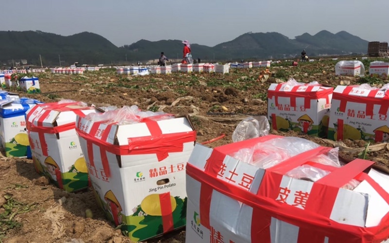 河南沃土5号土豆精品土豆大量供应商超品质全国发货