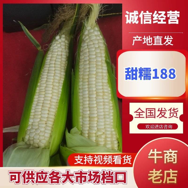 万糯188一手货源新鲜采摘产地直供欢迎来电