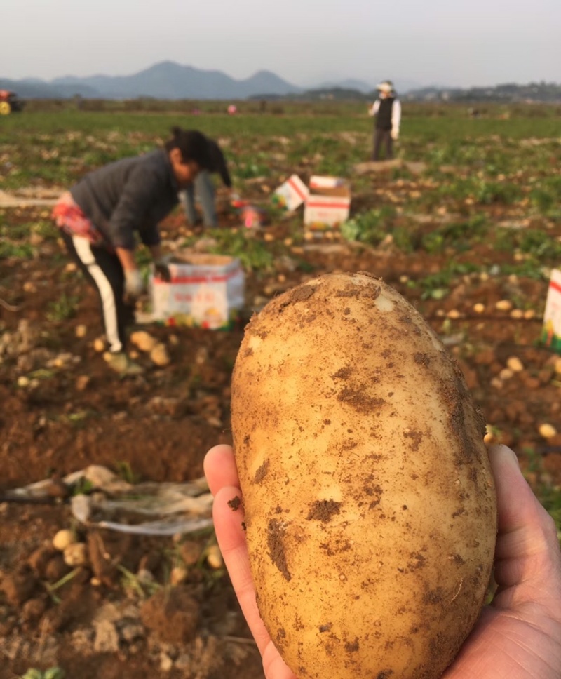 土豆荷兰十五土豆大量供应基地直发欢迎来电咨询