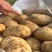 土豆荷兰十五土豆大量供应基地直发欢迎来电咨询