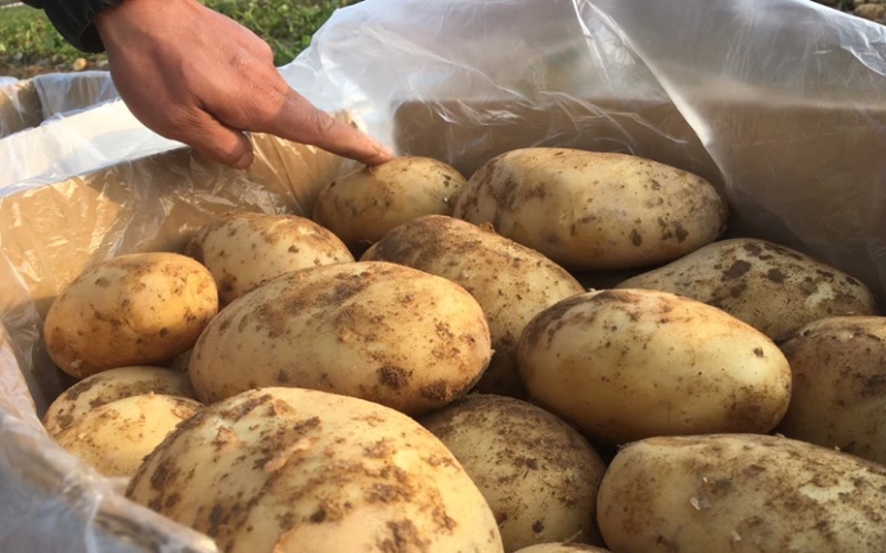 土豆荷兰十五土豆大量供应基地直发欢迎来电咨询