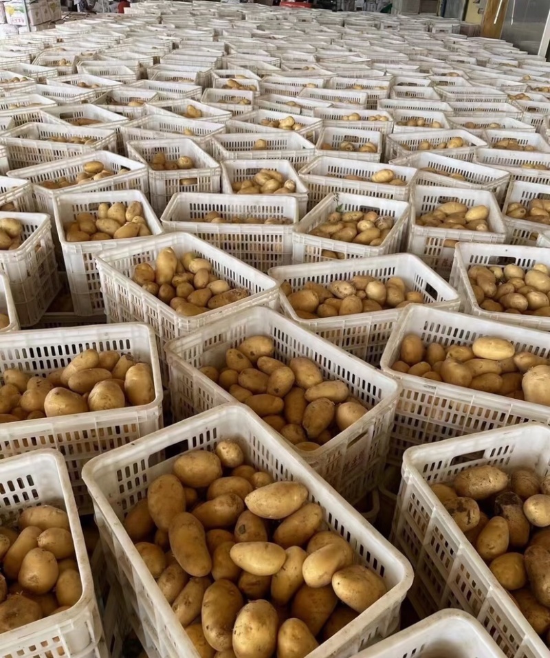 土豆荷兰十五土豆大量供应基地直发欢迎来电咨询