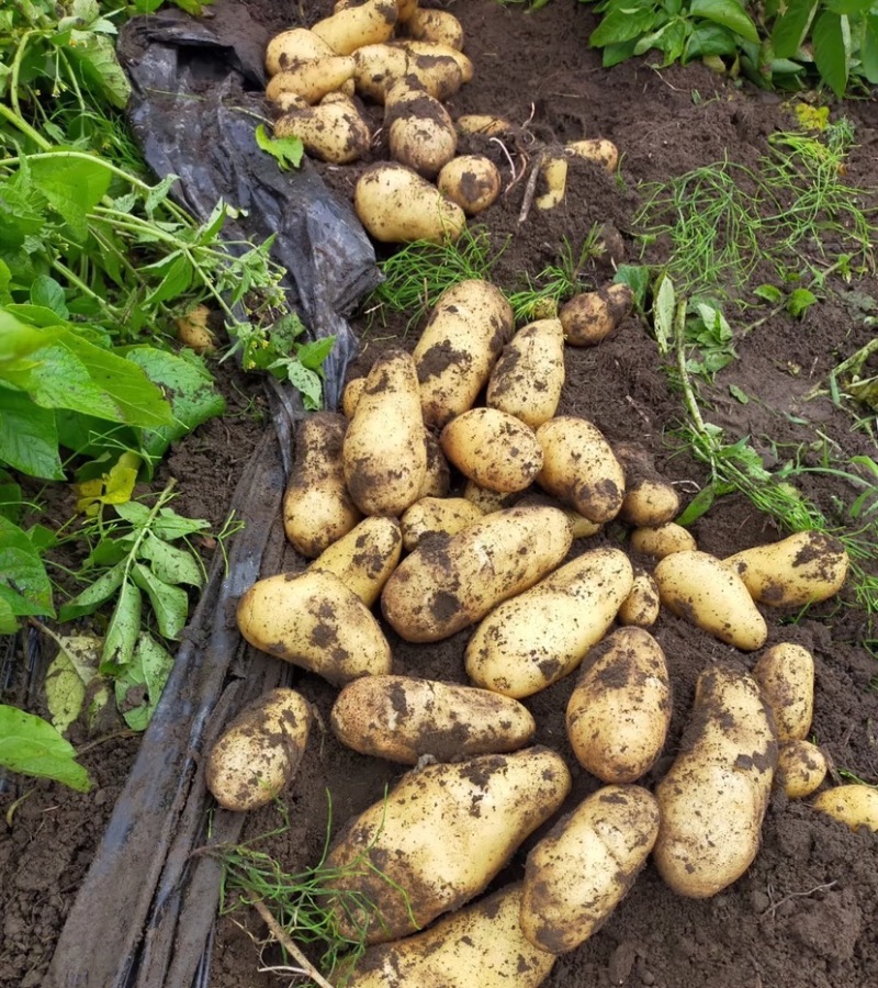 土豆荷兰十五土豆大量供应基地直发欢迎来电咨询