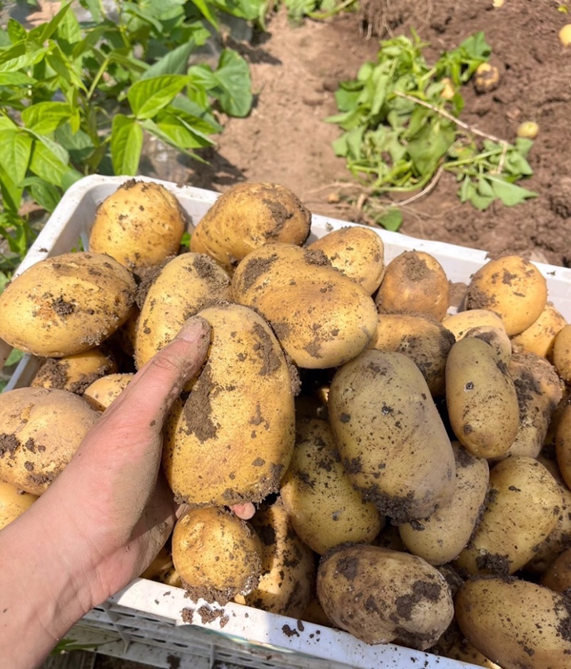 土豆荷兰十五土豆大量供应基地直发欢迎来电咨询