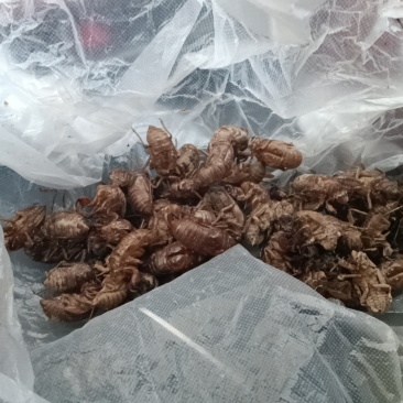 正宗金蝉蜕需要的联系，产期可以订货，代办