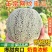 小蜜25哈密瓜晓蜜25哈密瓜河北衡水甜哈密瓜量大从优