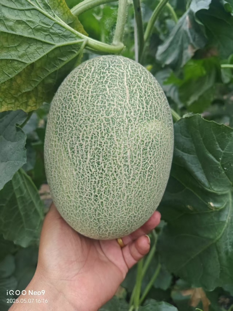 小蜜25哈密瓜晓蜜25哈密瓜河北衡水甜哈密瓜量大从优