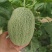 小蜜25哈密瓜晓蜜25哈密瓜河北衡水甜哈密瓜量大从优