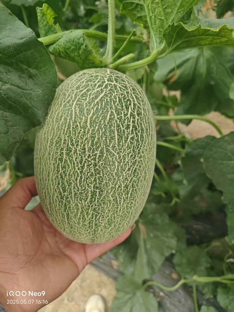 小蜜25哈密瓜晓蜜25哈密瓜河北衡水甜哈密瓜量大从优