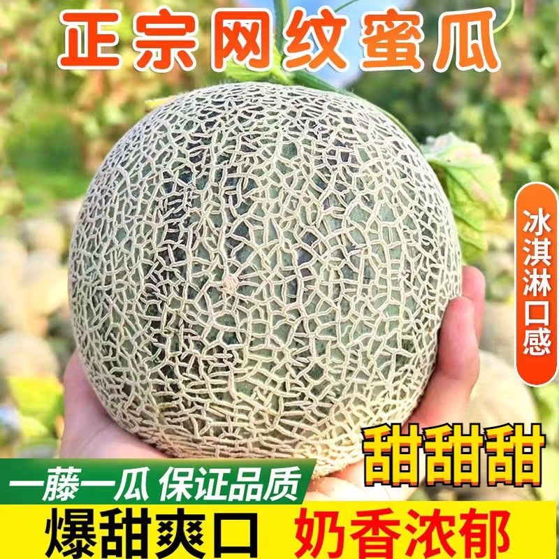 小蜜25哈密瓜晓蜜25哈密瓜河北衡水甜哈密瓜量大从优