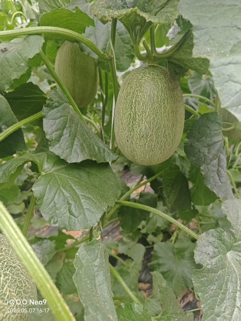 小蜜25哈密瓜晓蜜25哈密瓜河北衡水甜哈密瓜量大从优