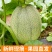 小蜜25哈密瓜晓蜜25哈密瓜河北衡水甜哈密瓜量大从优