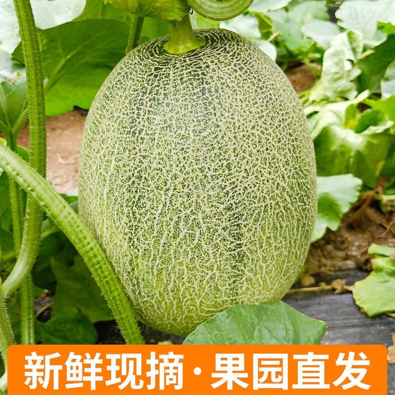 小蜜25哈密瓜晓蜜25哈密瓜河北衡水甜哈密瓜量大从优