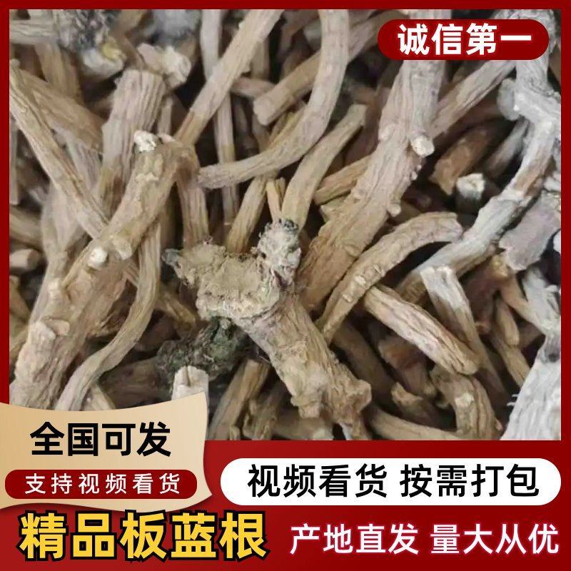 板蓝根甘肃中药材批发保证正品全国量大从优欢迎咨询