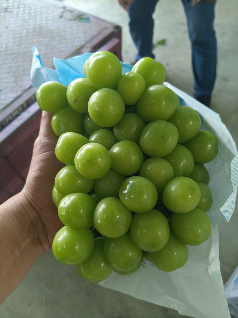 阳光玫瑰