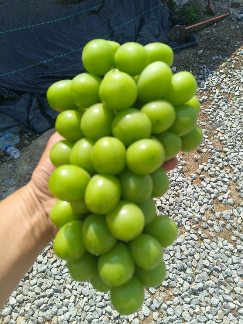 阳光玫瑰