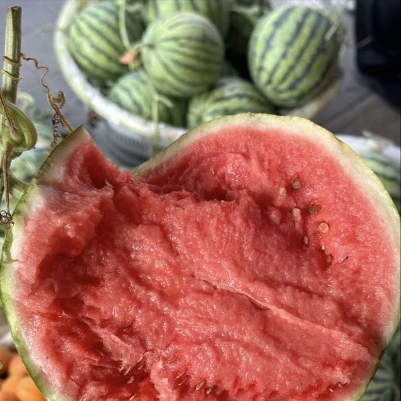 精品无籽美都河南西瓜大量供应新鲜采摘，皮薄肉厚，欢迎咨询