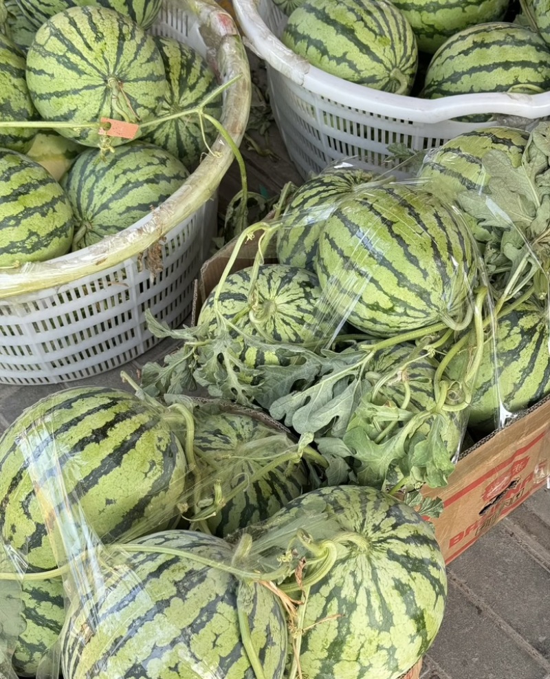 精品无籽美都河南西瓜大量供应新鲜采摘，皮薄肉厚，欢迎咨询