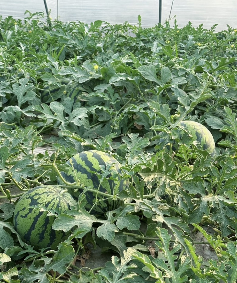精品无籽美都河南西瓜大量供应新鲜采摘，皮薄肉厚，欢迎咨询