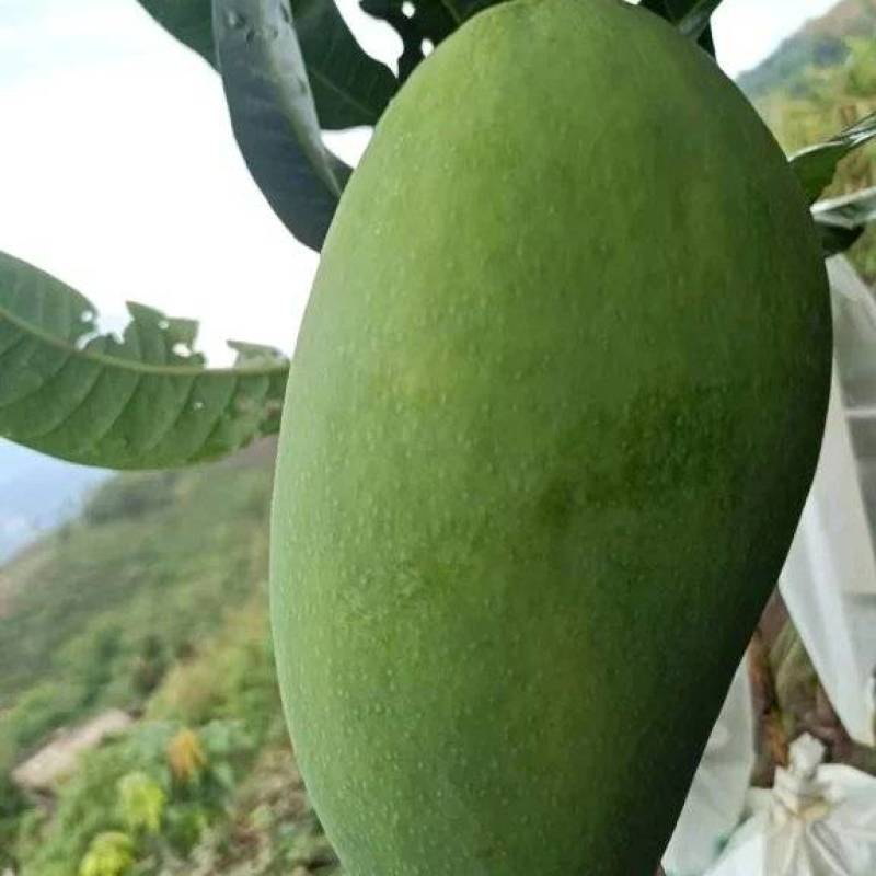 西双版纳傣族自治州景洪大青芒