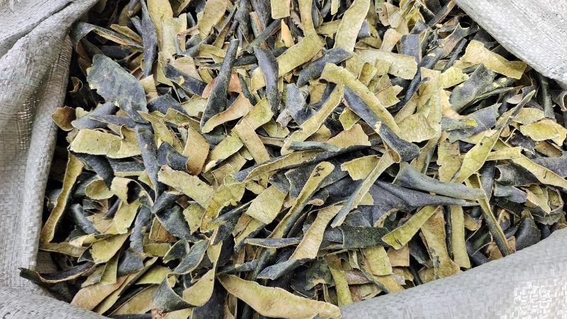 冬瓜皮选货颜色好干货量大优惠