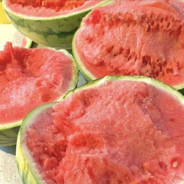 夏邑西瓜，精品甜王西瓜大量供应货源充足量大
