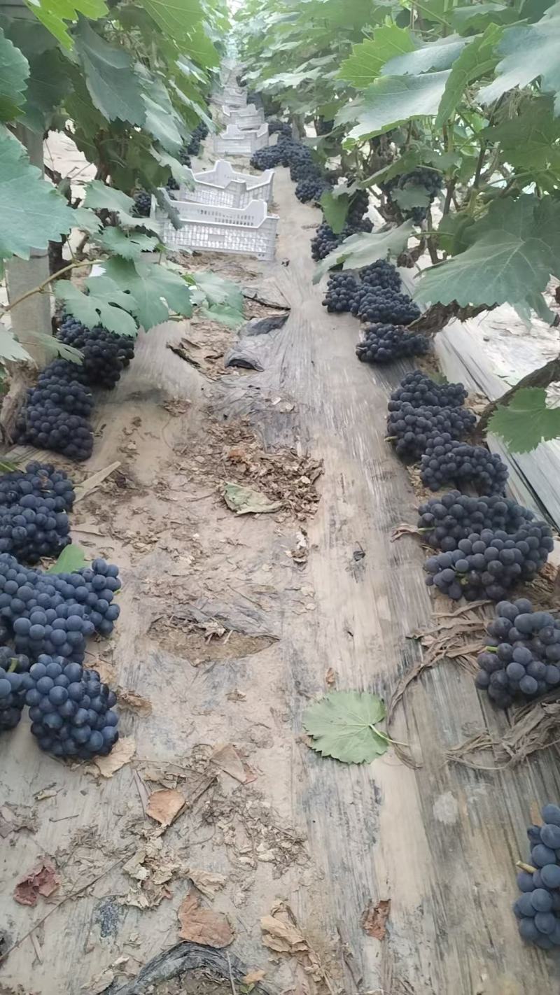 【品质保障】山东夏黑葡萄产地直供对接批发电商商超