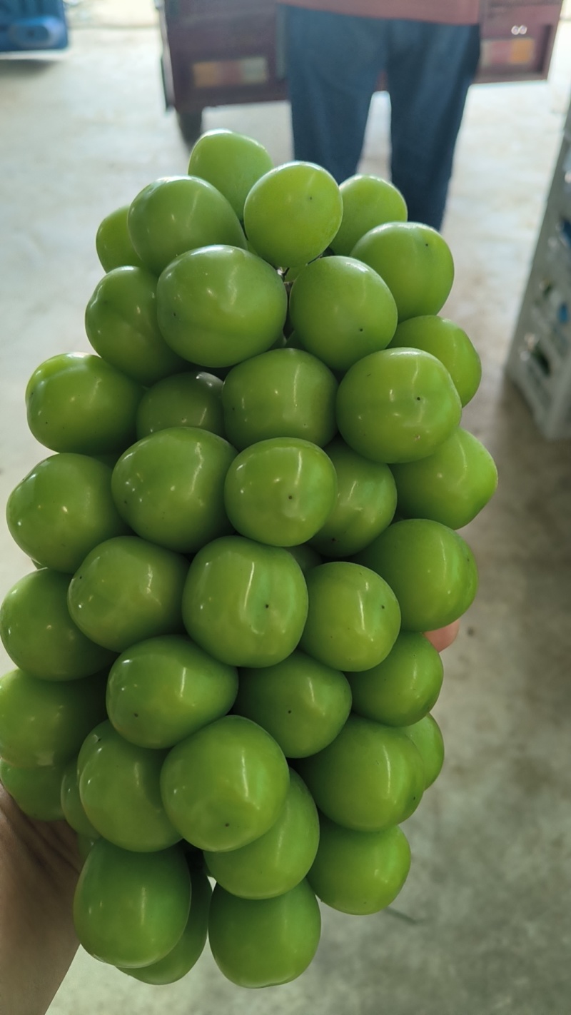 阳光玫瑰