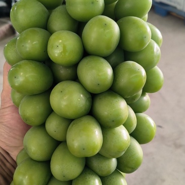 阳光玫瑰