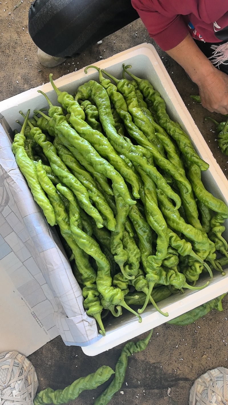 大棚精品螺丝椒，龙椒大量有货，对接全国市场电商平台