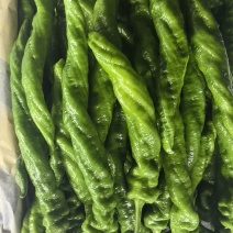 大棚精品螺丝椒，龙椒大量有货，对接全国市场电商平台