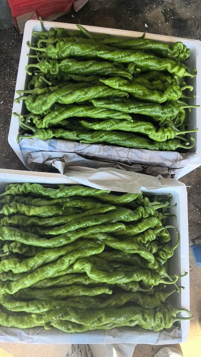 大棚精品螺丝椒，龙椒大量有货，对接全国市场电商平台