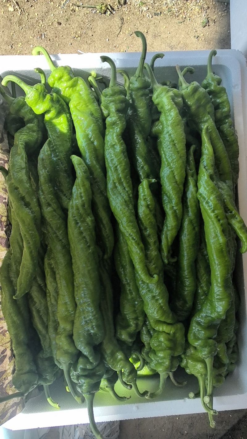 大棚精品螺丝椒，龙椒大量有货，对接全国市场电商平台