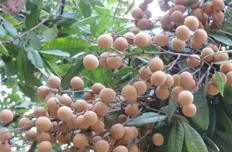 广东龙眼石硖龙眼源产地果园一手货源量大价优