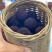 浙江慈溪本土荸荠杨梅，罐头食品厂颗粒饱满，芳甜可口绿色