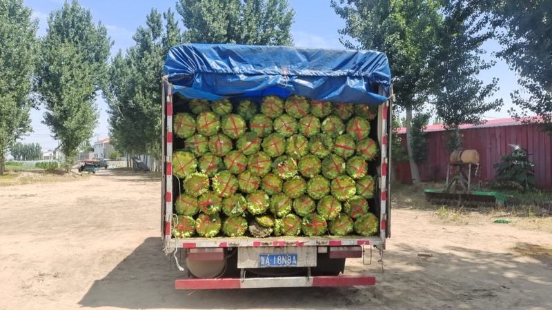 鲜！向日葵开始了支持，代发.超市**，电商团购，市场批发