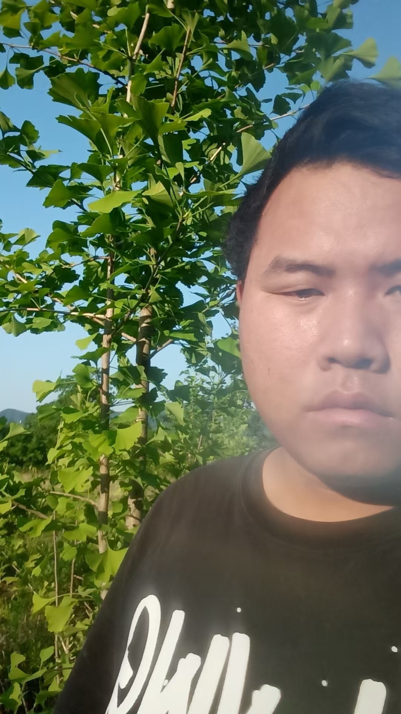 江西上饶银杏树白果树，诚信经营欢迎电话联系！！