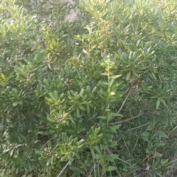 江西上饶七里香，诚信经营量大从优，欢迎电话联系！！