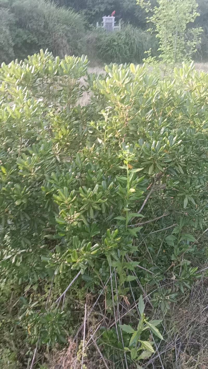 江西上饶七里香，诚信经营量大从优，欢迎电话联系！！