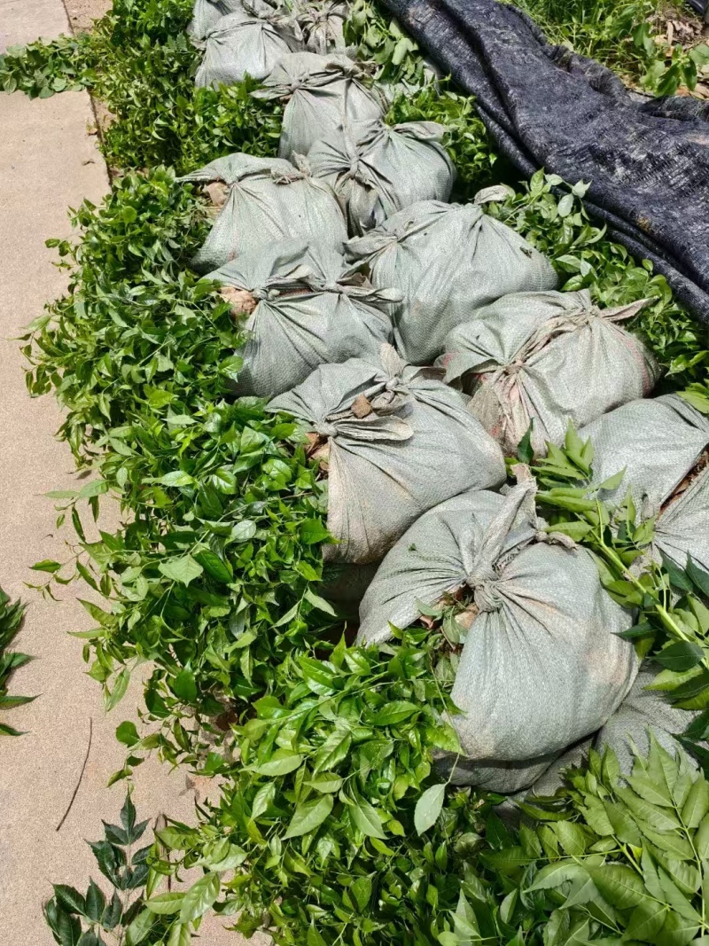 岗梅苗，产地直发物美价廉品质好欢迎大家来选购