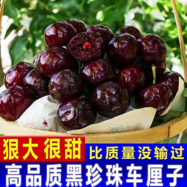 甘肃天水美早红灯樱桃