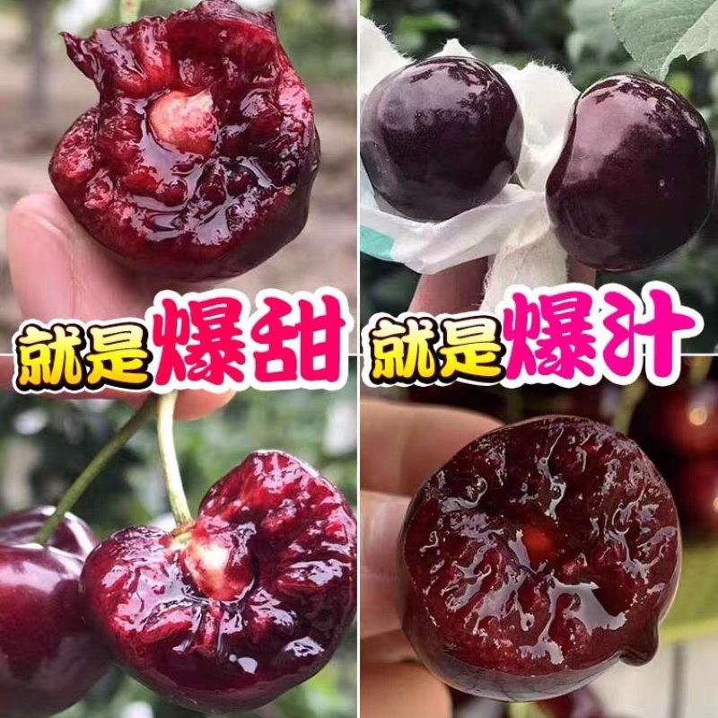 甘肃天水美早红灯樱桃