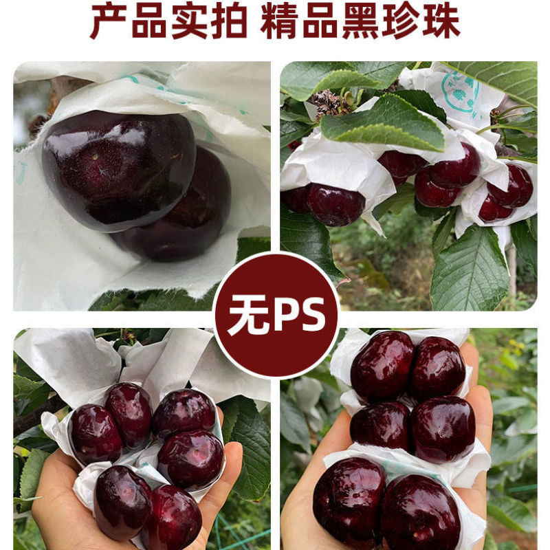甘肃天水美早红灯樱桃