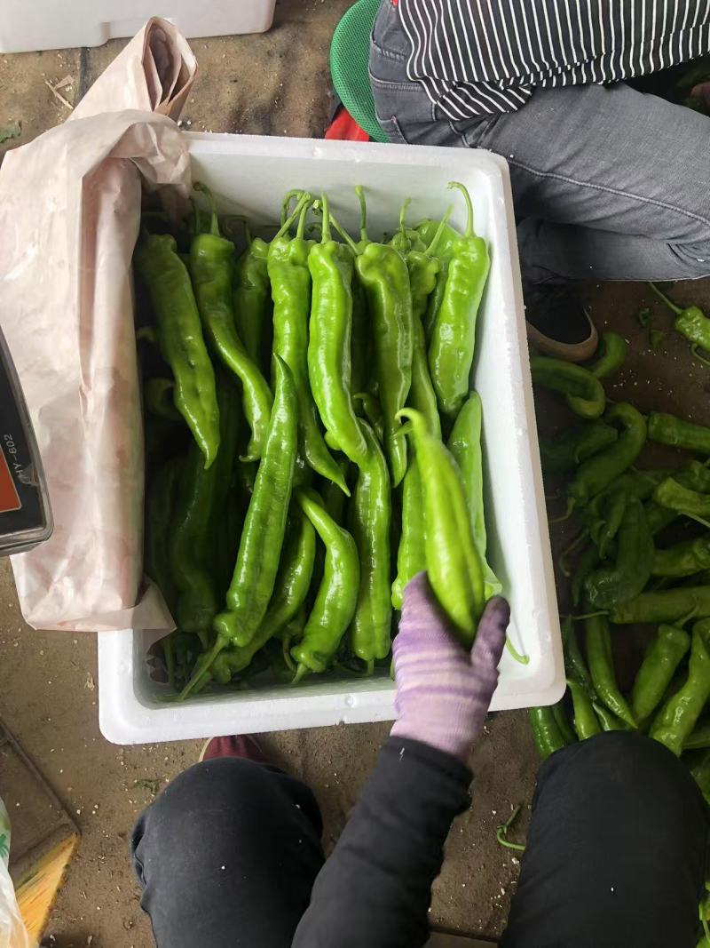 牛角尖椒大量上市，产地一手货源，欢迎新老客户前来合作