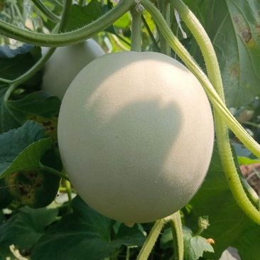 冰清玉菇