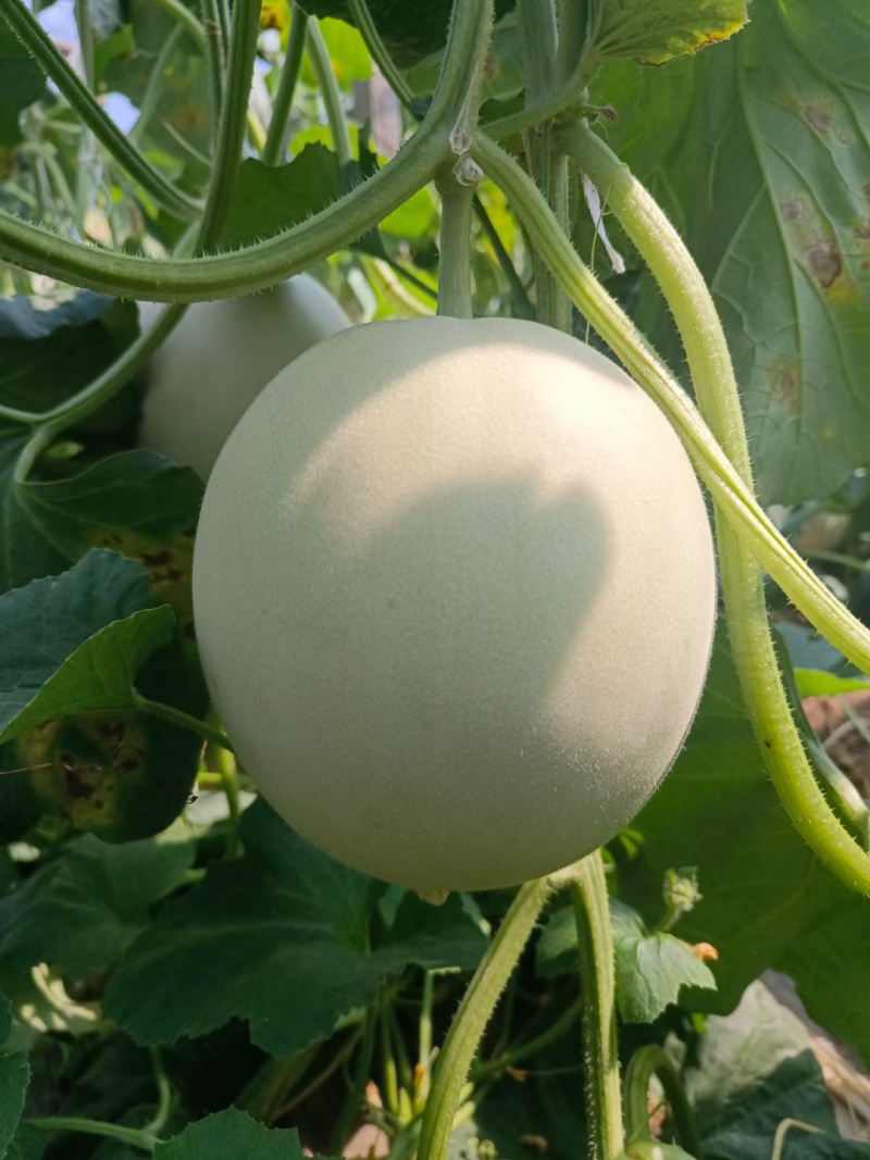 冰清玉菇