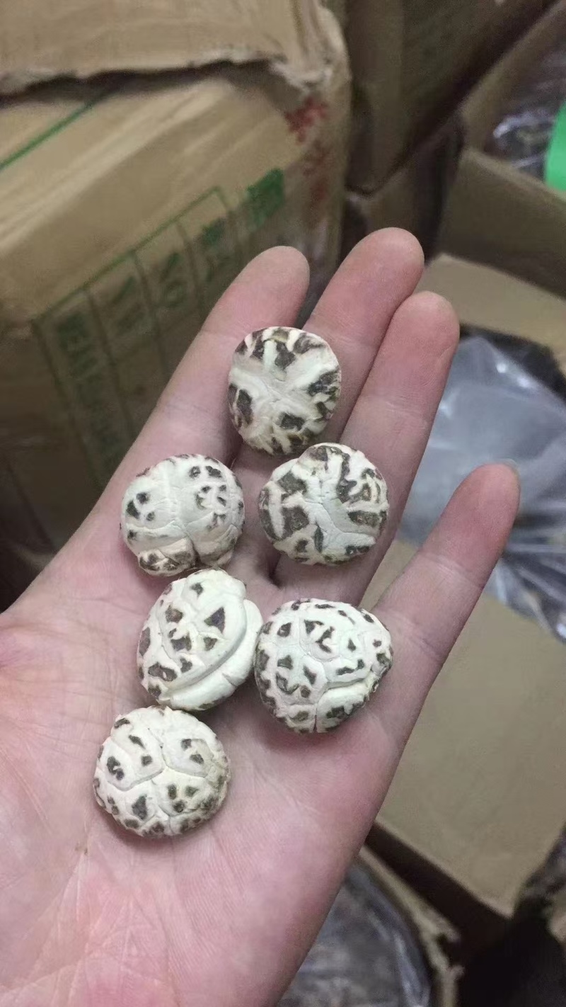 天白花菇精品花菇一手货源量大价优全国供应欢迎选购