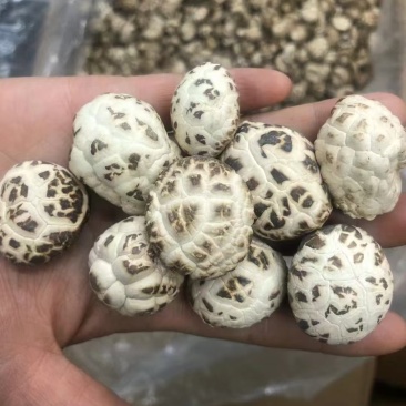 天白花菇精品花菇一手货源量大价优全国供应欢迎选购